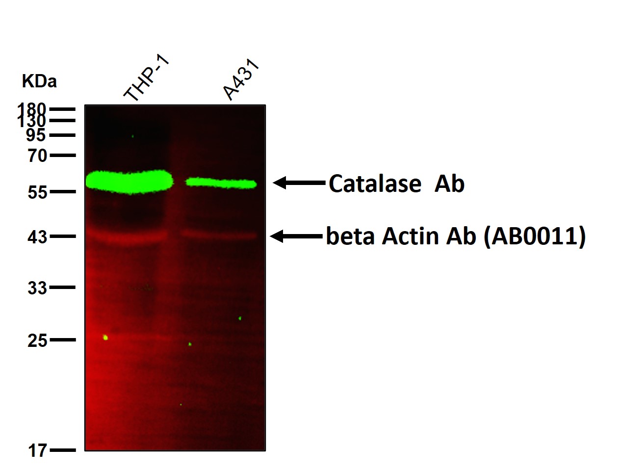 Catalase Ab