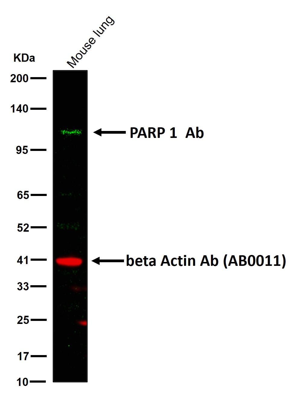 PARP 1 Ab