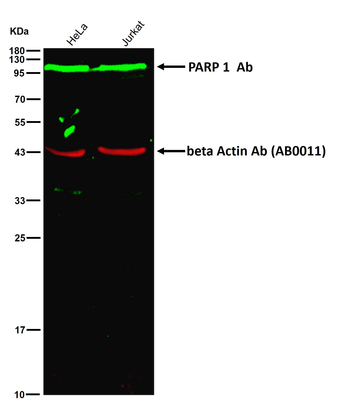 PARP 1 Ab