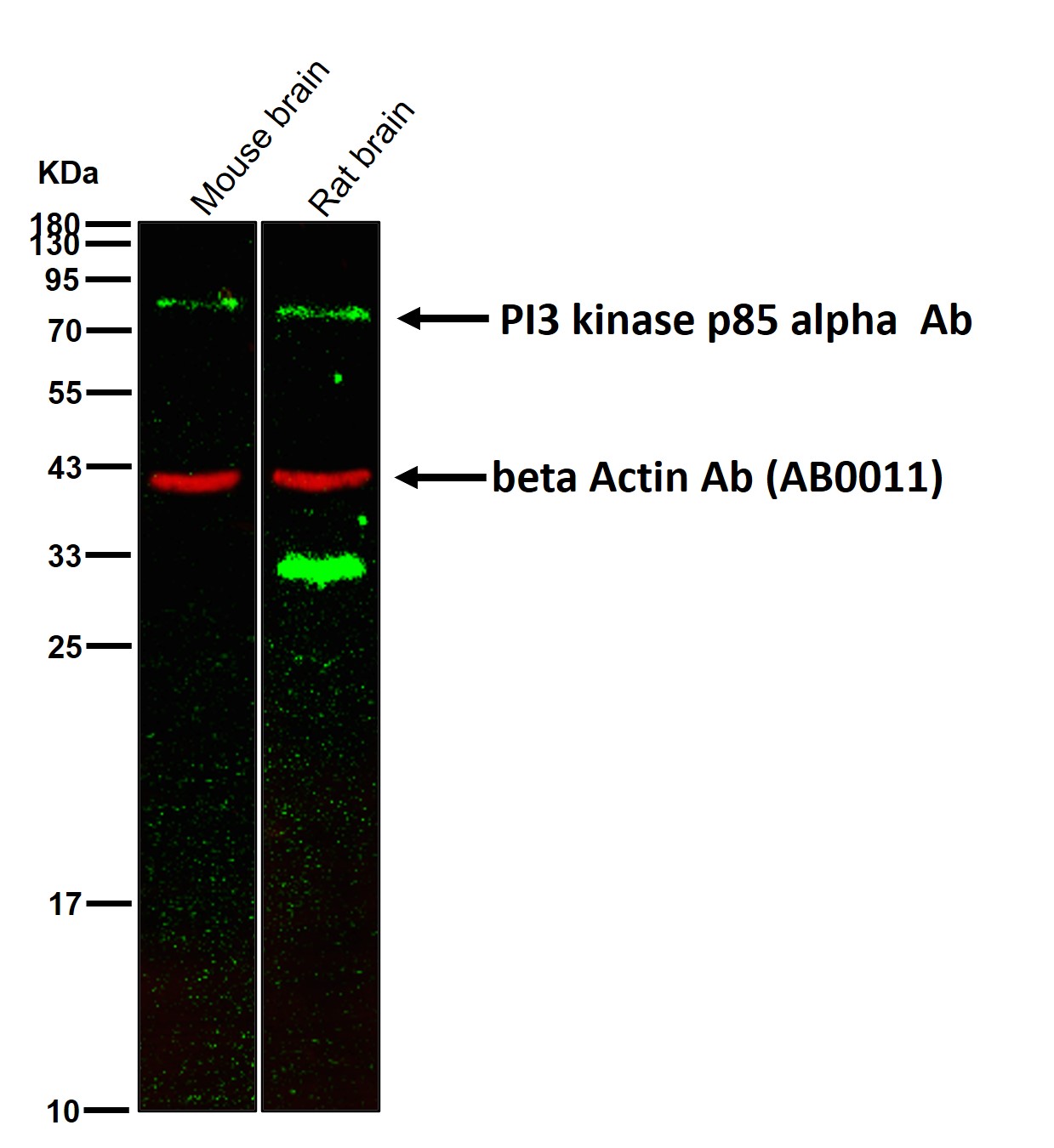 PI3 kinase p85 alpha Ab