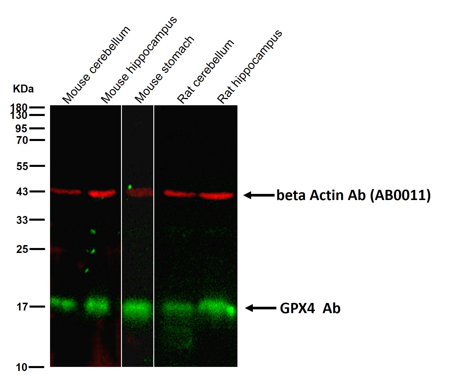 GPX4 Ab