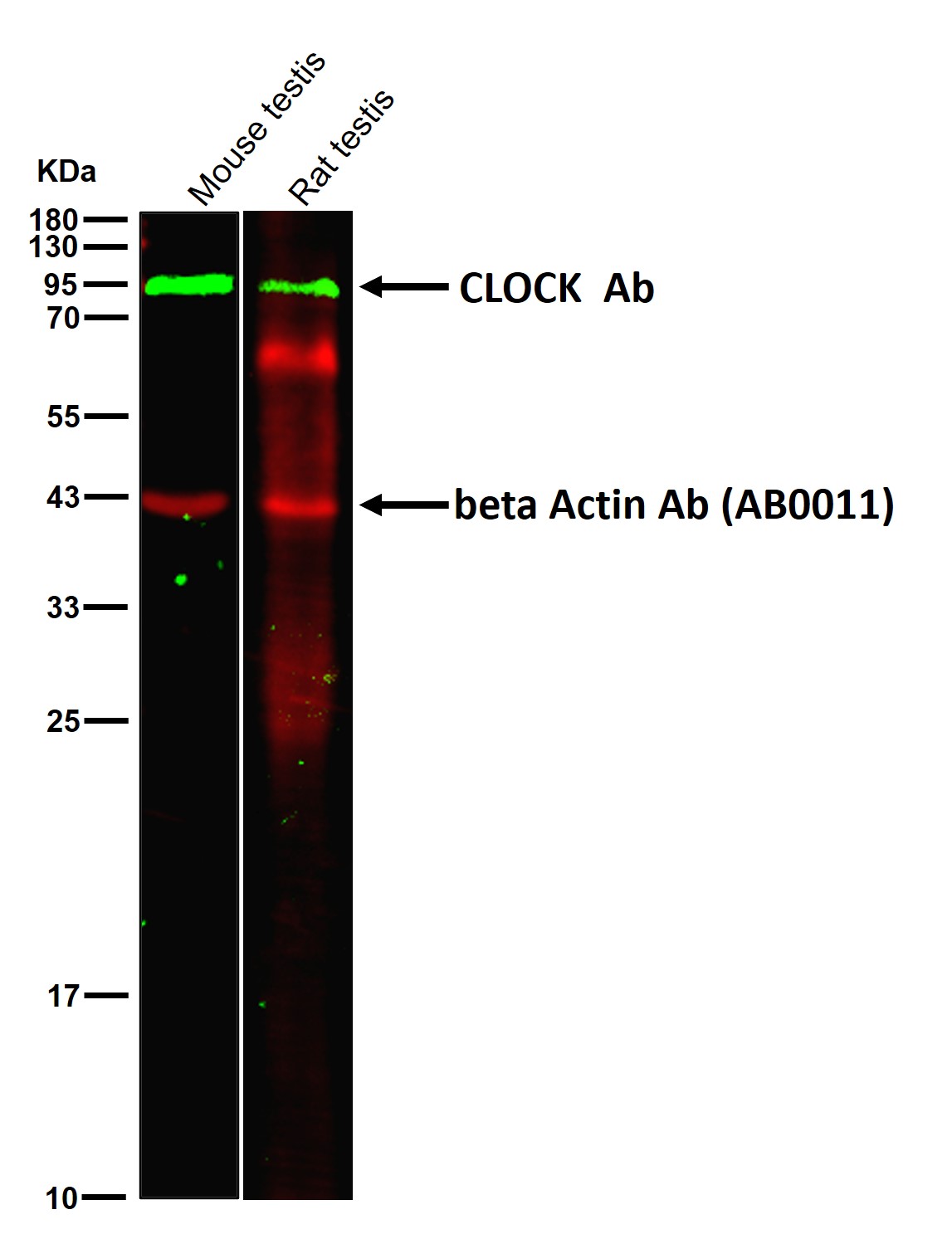 CLOCK Ab