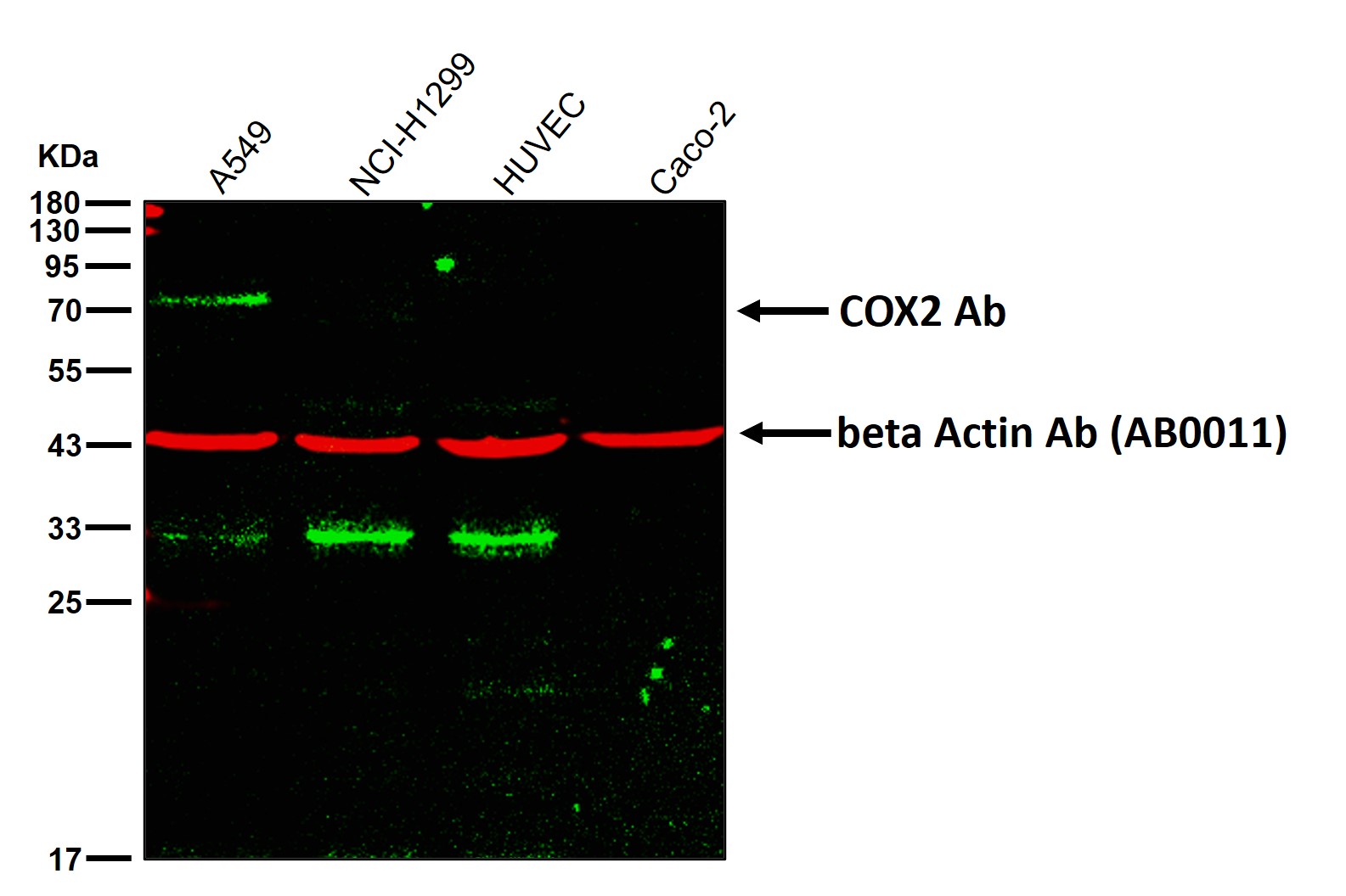 COX2 Ab