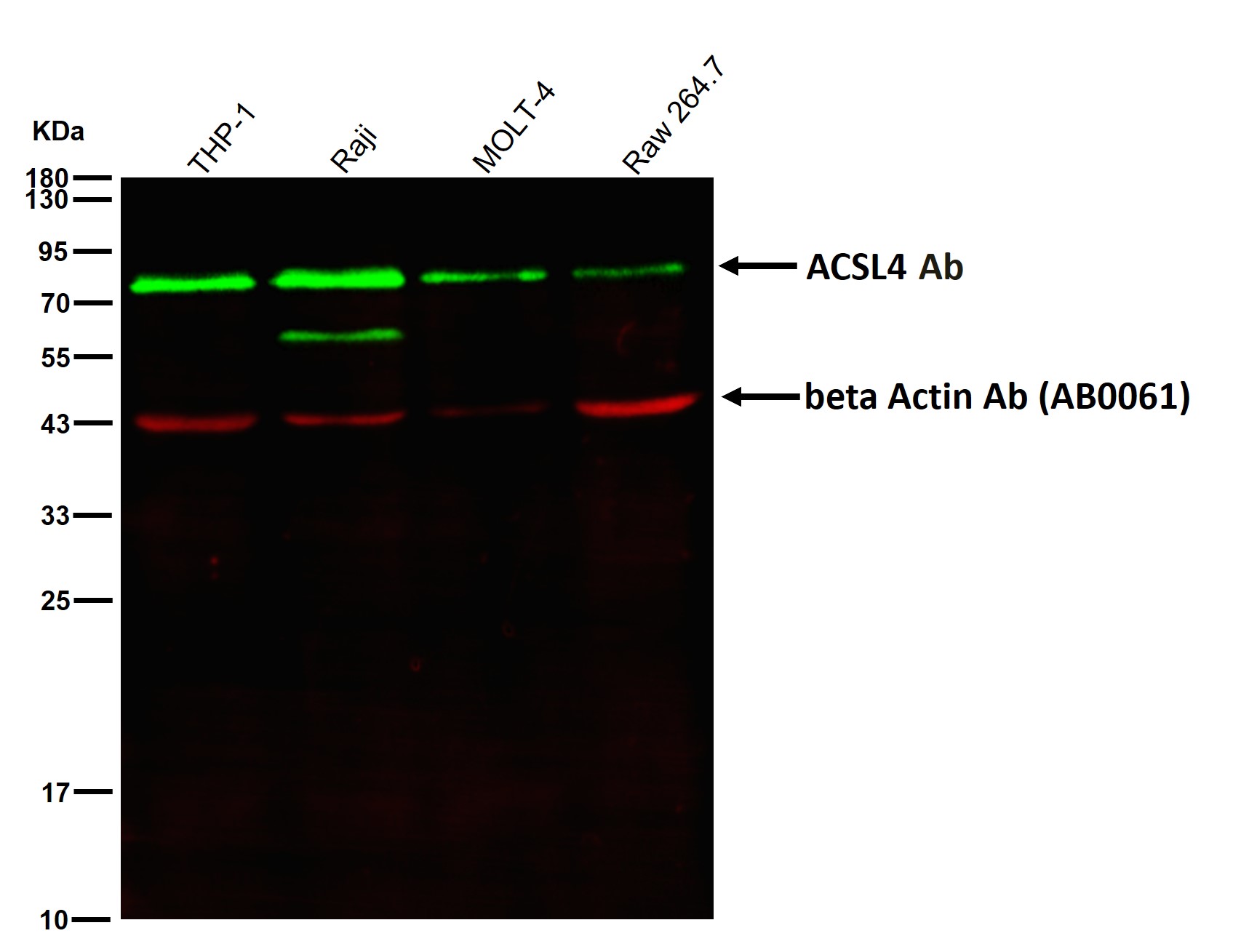 ACSL4 Ab