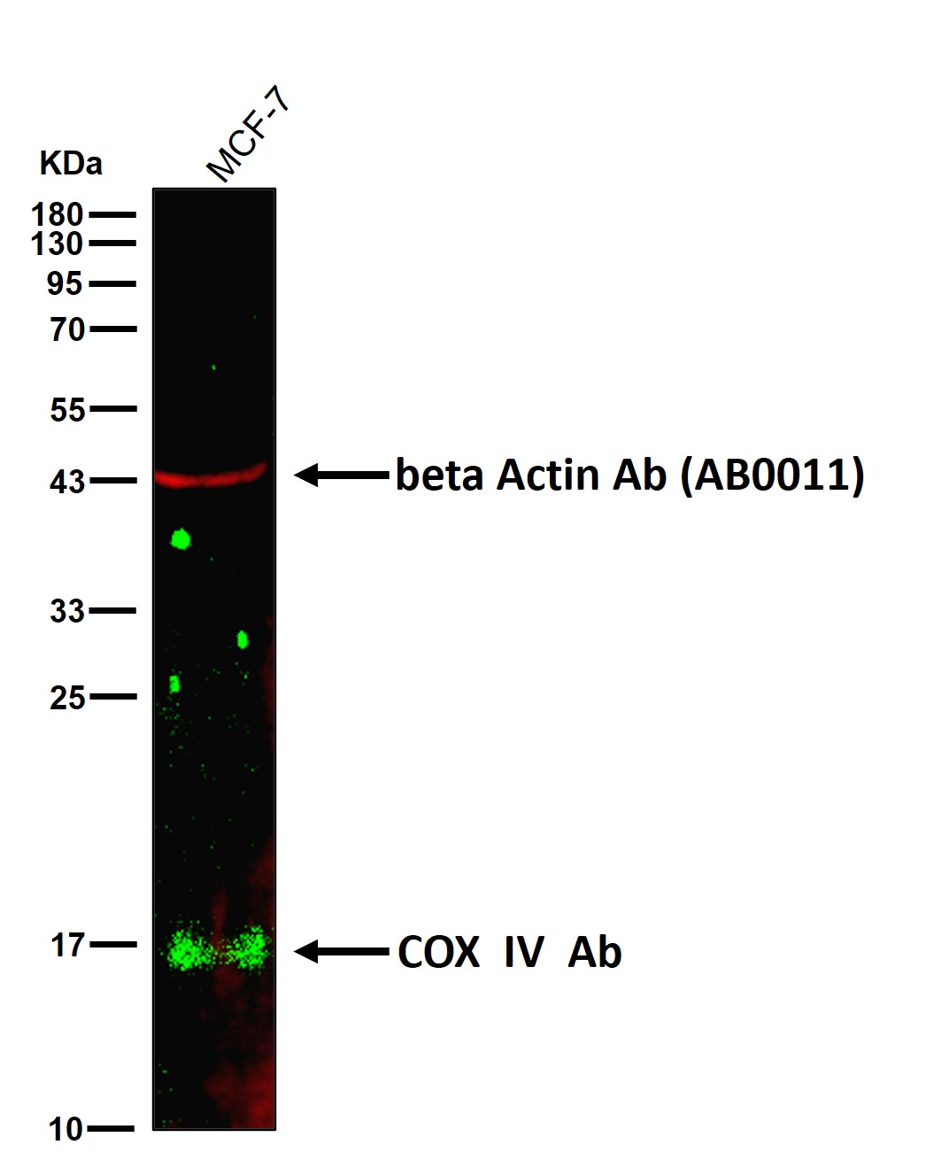 COX IV Ab