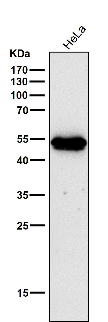 Ornithine decarboxylase Ab